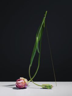 Carl Kleiner | PICDIT #flower #photo #photography