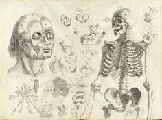 Bourdon-t05.jpg 1607×1200 pixels #dissection #drawing #anatomy