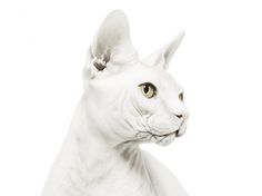 andrew-zuckerman-creature-1.jpg (JPEG Image, 640x480 pixels) #photography #cat #zuckerman