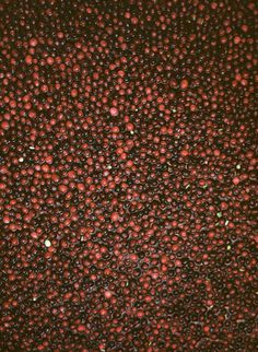 Cranberries: Bush to Bowl KINFOLK #cranberries #fruit #food
