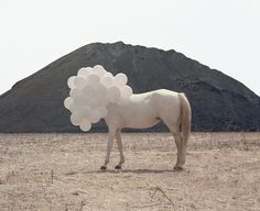 Andrea Galvani (1) #horse #white #balloons