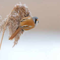 #bird_brilliance: Stunning Bird Photography by Jens Stahl