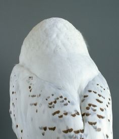 Audrey Corregan #owl #bird #photography #corregan #audrey