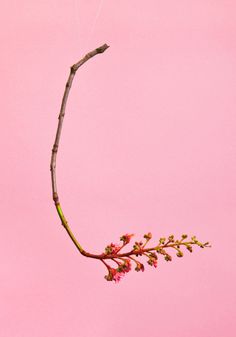 Blossom by Raw Color | PICDIT #pink #photo #color #photography #colour #plant