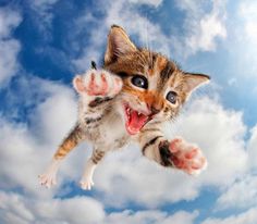Adorable Cats And Kittens Flying Through The Air by Seth Casteel