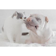 Annie Jacob Captures Unconventional Friendship Between A Shar Pei And His Cat