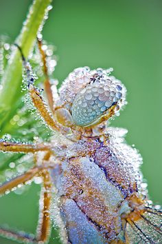 Macro Photographs of Dew Covered Dragonflies and Other Insects by David Chambon #insects #photography #water #nature