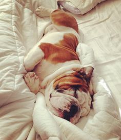 Pure Comfort #relaxation #comfort #sleep #photography #soft #cute #bull #animal #dog