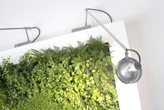 Green Vegetable Pictures By Sundar Italia - #decor, #interior, #homedecor,