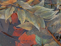 elorablue:Puddle Ponderings by Dear Dale on Flickr. #leaves