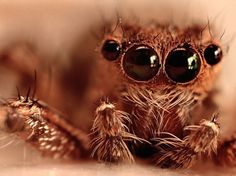 Spider Close-up Photography | Abduzeedo | Graphic Design Inspiration and Photoshop Tutorials #bug #nature #macro #spider