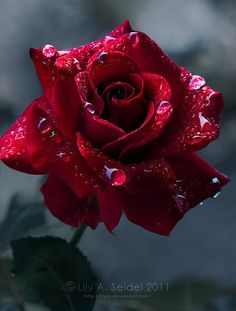 45 Beautiful Pictures of Roses #pictures #roses