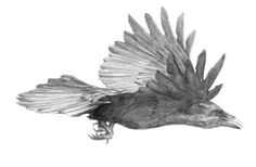 Artist Illustrator Maximillian Quy #flight #bird #feathers #illustration #art #crow #wings #drawing #sketch