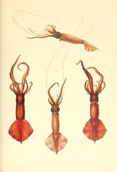 Scientific Illustration | laurenbeckwith: vintage squid book plate #illustration #animal #scientific