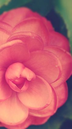 RAWZ #plants #rose #petal #photography #nature #flower #beauty