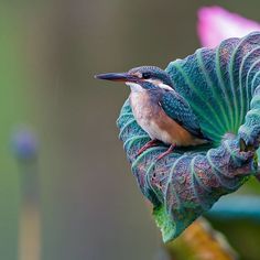Amazing Bird Photography by Johnson Chua