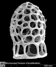 Parametric World #cell #microscope #structure