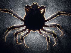 Mindsuckers - Photo Gallery - National Geographic Magazine #ocean #crustacean #horror #photography #nature #silhouette #sea #underwater #life #crab