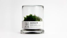MOSSER #pictogram #mosser #icon #terrarium #logo #glass #brand #type #paper #moss #plant