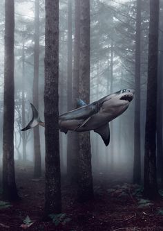 All sizes | Untitled | Flickr - Photo Sharing! #fish #surreal #forest #trees #swimming #great white #nightmare #shark