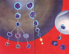 Buamai All Available Sizes | 06 Formation Des Elements Du Sang Dans La Moelle, Illus. E. Patergnani (le Livre De Sante, V.4, 1967) | Flick #infographic #science
