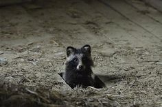 Kai Fagerström #nature #raccoon #photography #animals