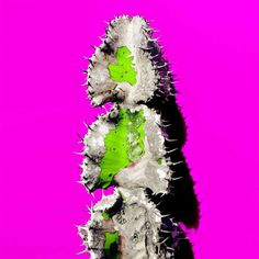 Minimalist and Colorful Cactus Photography by Evgeniya Porechenskaya