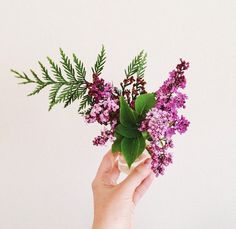 plant, flower, photo