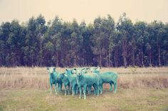 The Dream Series by Gray Malin #inspiration #photography #animal