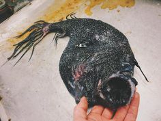 Russian Deep-Sea Fisherman Roman Fedortsov Photographs His Terrifying Catches