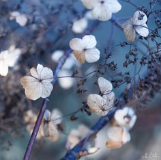 Beautiful Flower and Plant Photography by Alison Staite