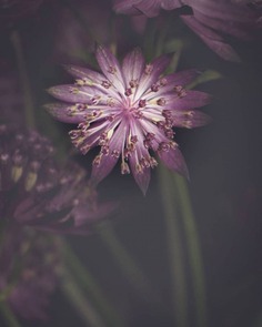 Conceptual and Fine Art Flower Photography by Ana Tudur
