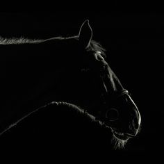 Eberle-Schmid Fotografie St.Gallen #white #horse #black #night #photography #animal #fotografie #pferd #dark