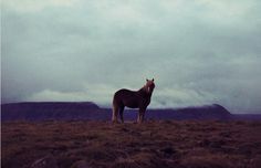 mac spoilers iphone 5 iceland photo 03 #horse #iphone #iceland #5 #technology