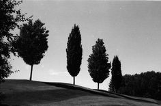 _. | Triangular Love. #rollei #white #golf #black #trees #photography #and #100 #iso #love