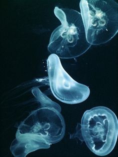 http://jencheema.tumblr.com/post/25662623315 #sea #nature #jelly #fish