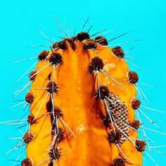 Minimalist and Colorful Cactus Photography by Evgeniya Porechenskaya