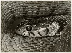 but does it float #slither #scales #coiled #serpent #snake #photography #reptile