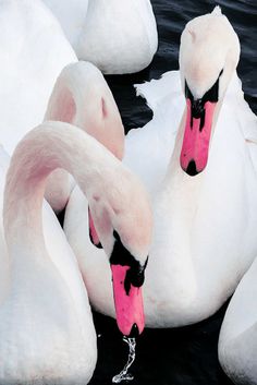 Xuebing DU #photography #swan #photography #swan #pink