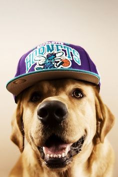 The Chimp Store: "Chimptown Dogs" Editorial | Hypebeast #dogs #apparel