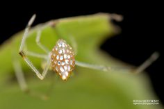 Nicky Bay Captures the Beauty and Diversity of Mirror Spiders