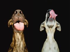 Elke Vogelsang #tongue #photo #dogs #animals