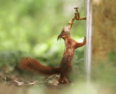Julian Rad Captures Fabulous Photos of the European Red Squirrel