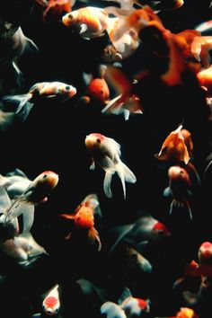 T H R T B R K R S #photography #goldfish