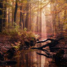 Most Beautiful Forest Photography by Nelleke Pieters
