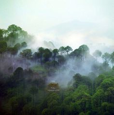 T h e f . o . r . m . l . e . s . s ♥ #fog #woods #mystic #nature #forest #trees #jungle #green