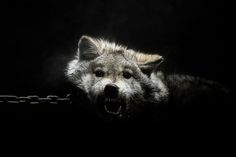 Gods and Beasts on the Behance Network #chains #photography #wolf