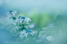 Beautiful Macro Flower Photography by Miyako Koumura