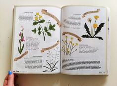Ruby Taylor Illustration #print #plants #illustration