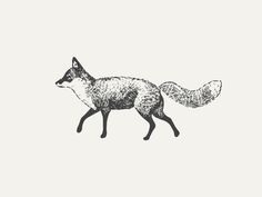 Fox #white #fox #color #black #illustration #one #animal